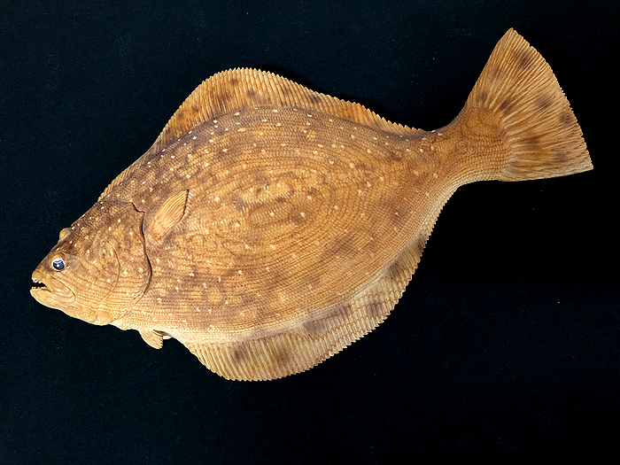 木彫りの魚　ヒラメ