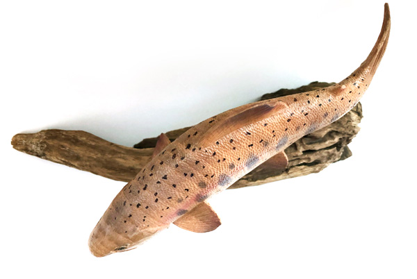 木彫りの魚　ヤマメ20cm
