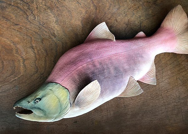 木彫りの魚　紅ザケ
